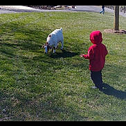 James is registered to the contest to win money with this photo: animal, animal_interaction, casual_clothing, child, curiosity, daytime, goat, grass, grass_field, greenery, kid, leisure, nature, outdoor, park, person, red_hoodie, sunlight, tree, young
