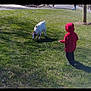 child, goat, grass, red_hoodie, outdoor, park, animal, greenery, sunlight, nature, casual_clothing, kid, daytime, young, grass_field, tree, person, animal_interaction, curiosity, leisure