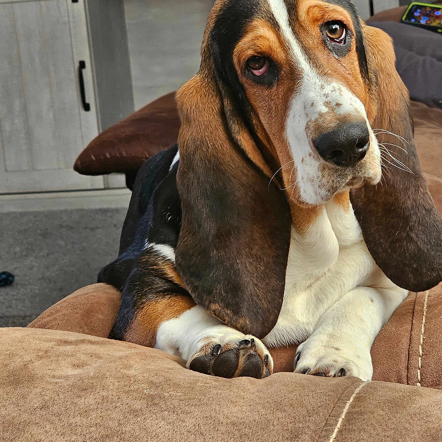 Zorro joined the competition — help win amazing prizes! animal, armchair, beagle, canine, chair, couch, dog, electronics, furniture, homedecor, hound, mobilephone, pet, phone, puppy, snout