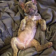 Blu Ivey is registered to the contest to win money with this photo: french_bulldog, puppy, dog, pet, lying_down, blanket, gray, cute, relaxed, young_animal, canine, domestic_animal, fur, ears, paws, collar, sleepy, indoor, comfort, resting