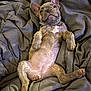 french_bulldog, puppy, dog, pet, lying_down, blanket, gray, cute, relaxed, young_animal, canine, domestic_animal, fur, ears, paws, collar, sleepy, indoor, comfort, resting