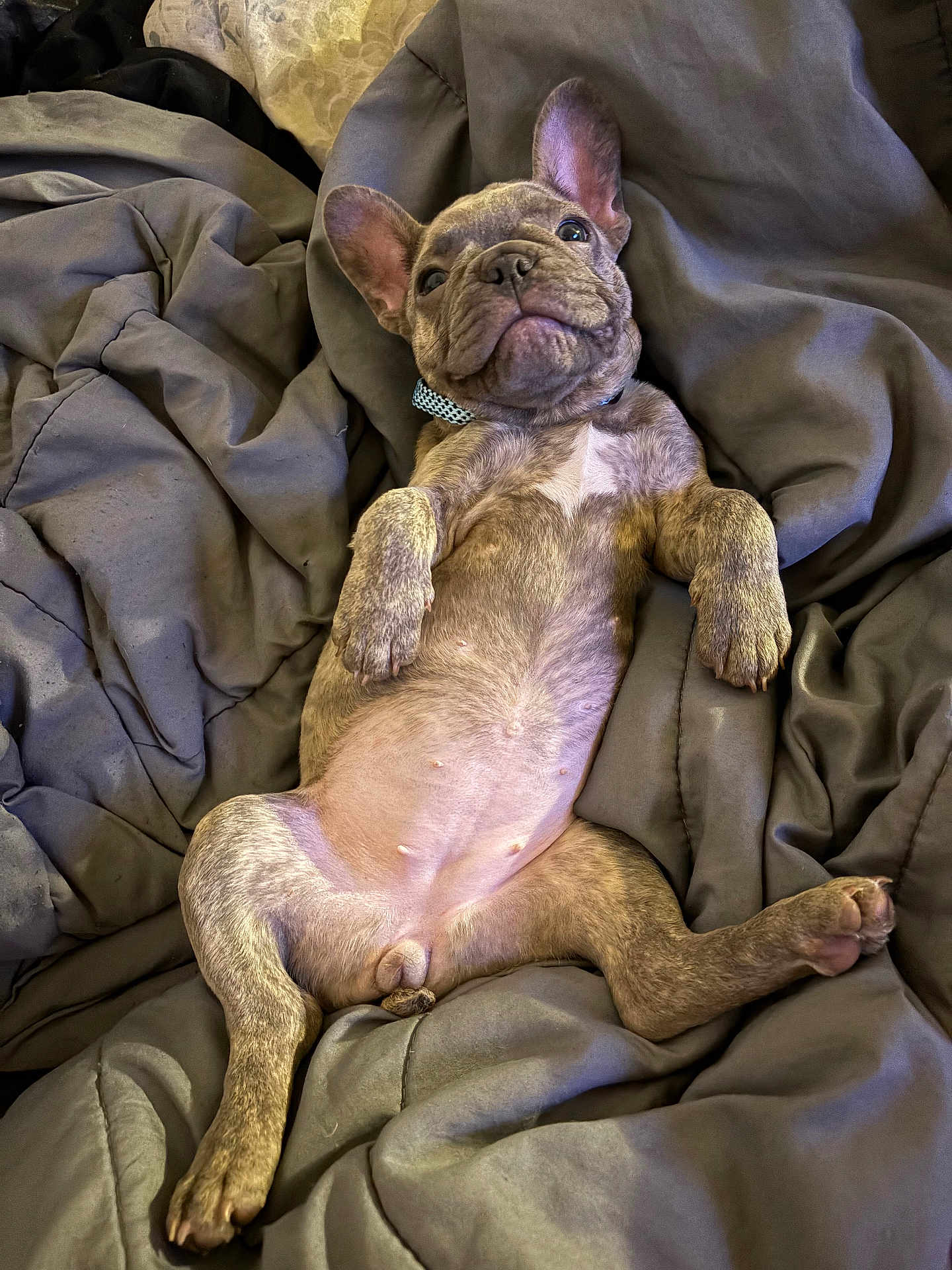 Blu Ivey is registered to the contest to win money with this photo: french_bulldog, puppy, dog, pet, lying_down, blanket, gray, cute, relaxed, young_animal, canine, domestic_animal, fur, ears, paws, collar, sleepy, indoor, comfort, resting