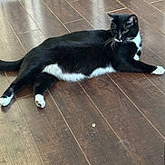 Husk joined the competition — help win amazing prizes! animal, black_and_white, cat, curious, domestic_cat, feline, floor, fur, home, indoor, laying_down, looking_away, natural_light, paws, pet, quiet, relaxing, resting, whiskers, wooden_floor