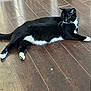 animal, black_and_white, cat, curious, domestic_cat, feline, floor, fur, home, indoor, laying_down, looking_away, natural_light, paws, pet, quiet, relaxing, resting, whiskers, wooden_floor
