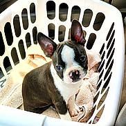 Chico joined the competition — help win amazing prizes! animal, black, boston_terrier, car_interior, companion, curious, cute, dog, domestic_animal, ears, indoors, laundry_basket, looking_up, pet, puppy, sitting, soft_texture, towel, white, young_dog