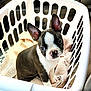 animal, black, boston_terrier, car_interior, companion, curious, cute, dog, domestic_animal, ears, indoors, laundry_basket, looking_up, pet, puppy, sitting, soft_texture, towel, white, young_dog