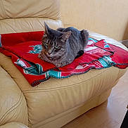 Clochette a rejoint le concours — aidez-le/la à gagner de superbes lots ! abyssinian, animal, architecture, blanket, building, cat, chair, couch, cushion, furniture, hardwood, homedecor, indoors, interiordesign, linen, livingroom, manx, pet, room, wood