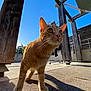 abyssinian, accessories, animal, architecture, building, cat, hardwood, house, housing, kitten, manx, path, person, pet, plywood, porch, road, strap, walkway, wood
