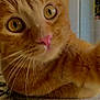 abyssinian, angora, animal, cat, citrusfruit, food, fruit, hardwood, kitten, manx, orange, pet, plant, plywood, produce, wood
