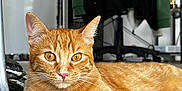 Roxy participe au concours pour gagner de l'argent avec cette photo : abyssinian, adult, animal, cat, computer, electronics, handrail, hardwood, kitten, laptop, machine, male, man, manx, pc, person, pet, plywood, wheel, wood