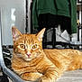 abyssinian, adult, animal, cat, computer, electronics, handrail, hardwood, kitten, laptop, machine, male, man, manx, pc, person, pet, plywood, wheel, wood
