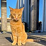 abyssinian, angora, animal, cat, kitten, manx, pet