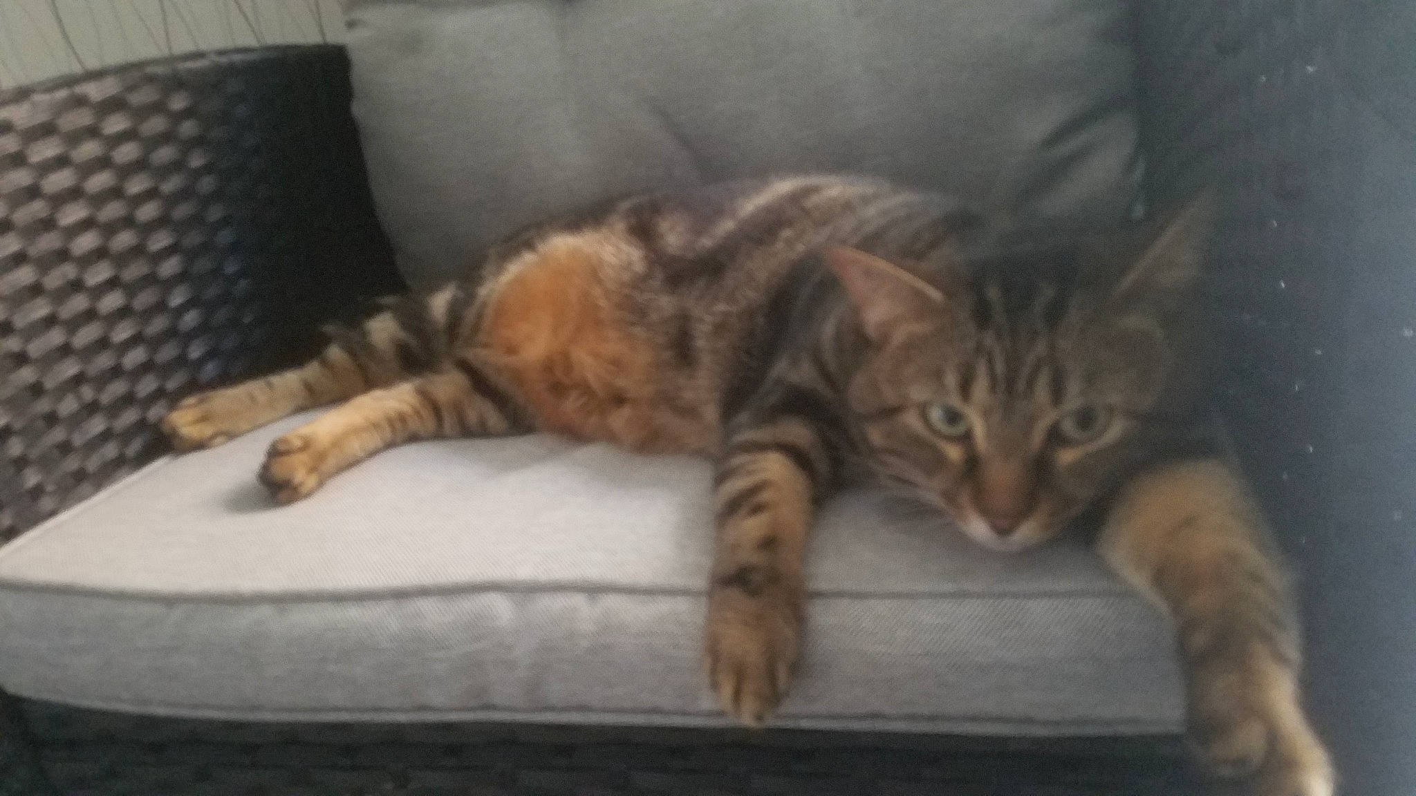 Canna participe au concours pour gagner de l'argent avec cette photo : aegean_cat, asian, bengal, carnivore, cat, domestic_short_haired_cat, dragon_li, european_shorthair, felidae, kitten, mammal, ocicat, paw, pixie_bob, small_to_medium_sized_cats, snout, tabby_cat, toyger, vertebrate, whiskers