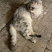 Tom joined the competition — help win amazing prizes! animal, carpet, cat, cozy, curious, cute, domestic, feline, fluffy, fur, gray, indoor, laying, mammal, pet, relaxed, soft, tail, texture, white