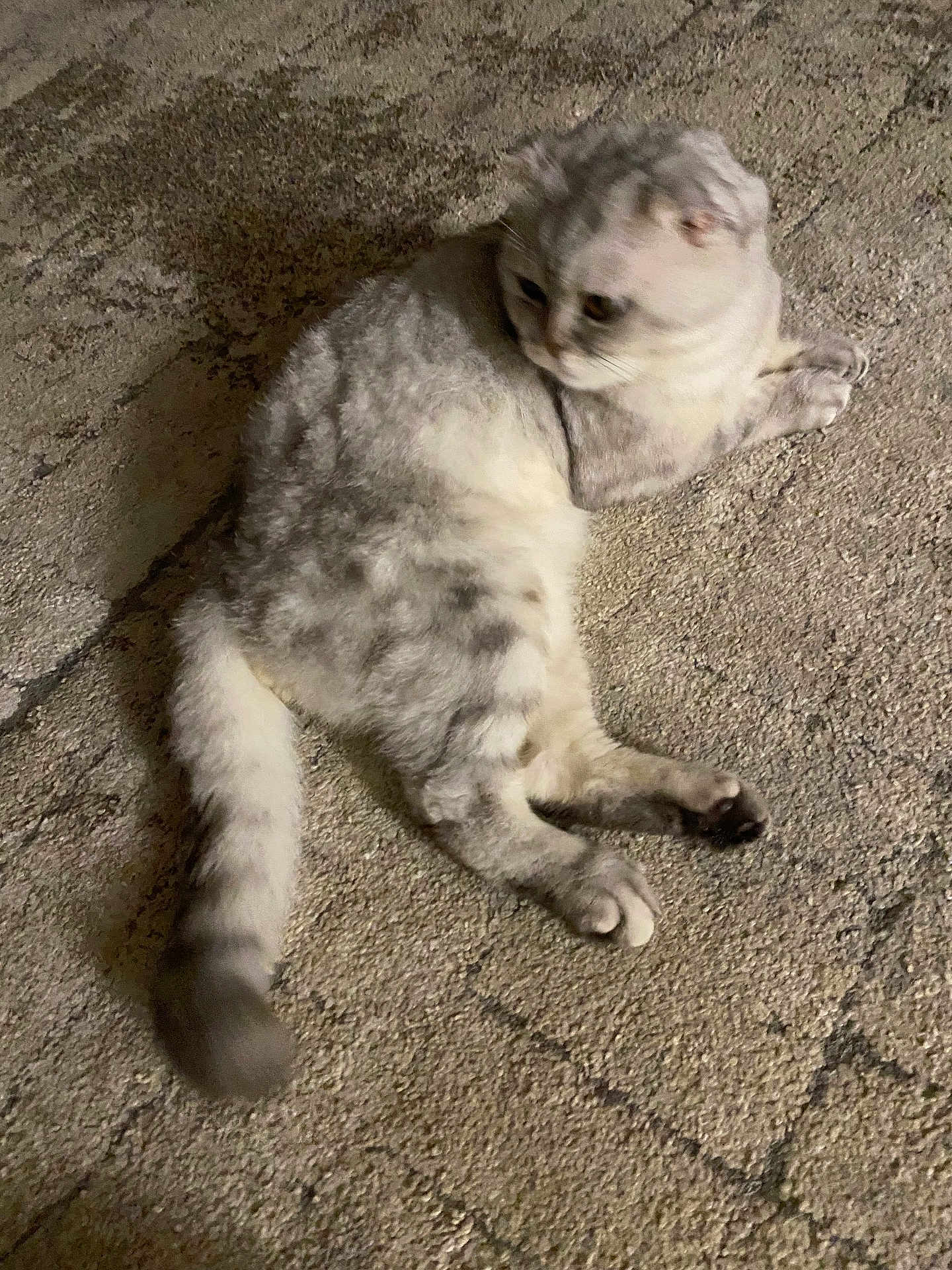 Tom