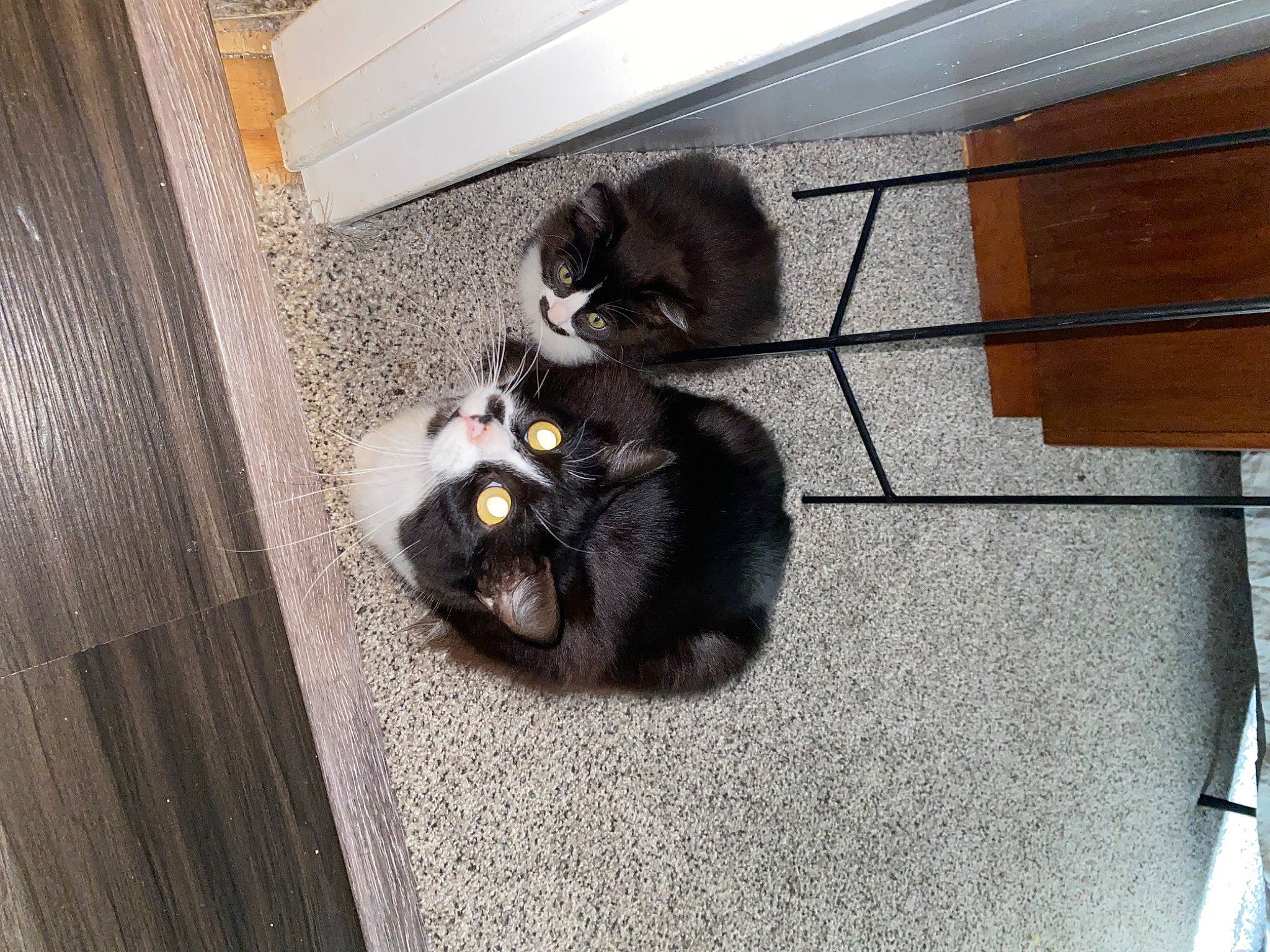 Bestie is registered to the contest to win money with this photo: animal_shelter, black_cat, carnivore, cat, claw, dog_breed, domestic_short_haired_cat, felidae, flooring, fur, grey, hardwood, paw, room, small_to_medium_sized_cats, sporting_group, tail, whiskers, wood, wood_stain