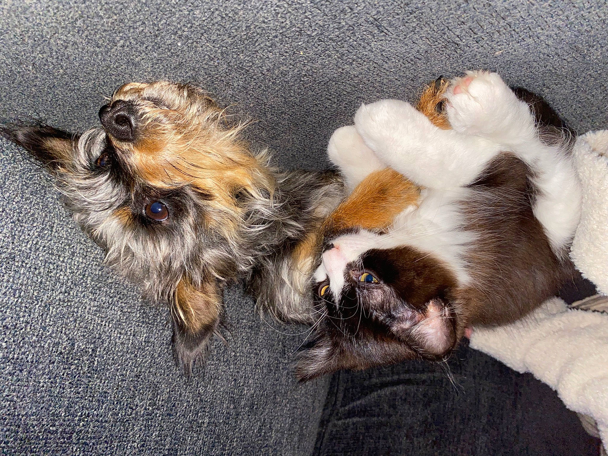 Bestie joined the competition — help win amazing prizes! asphalt, canidae, carnivore, cat, claw, comfort, companion_dog, dog_breed, fawn, felidae, fur, nap, paw, small_to_medium_sized_cats, sporting_group, tail, terrier, toy_dog, whiskers