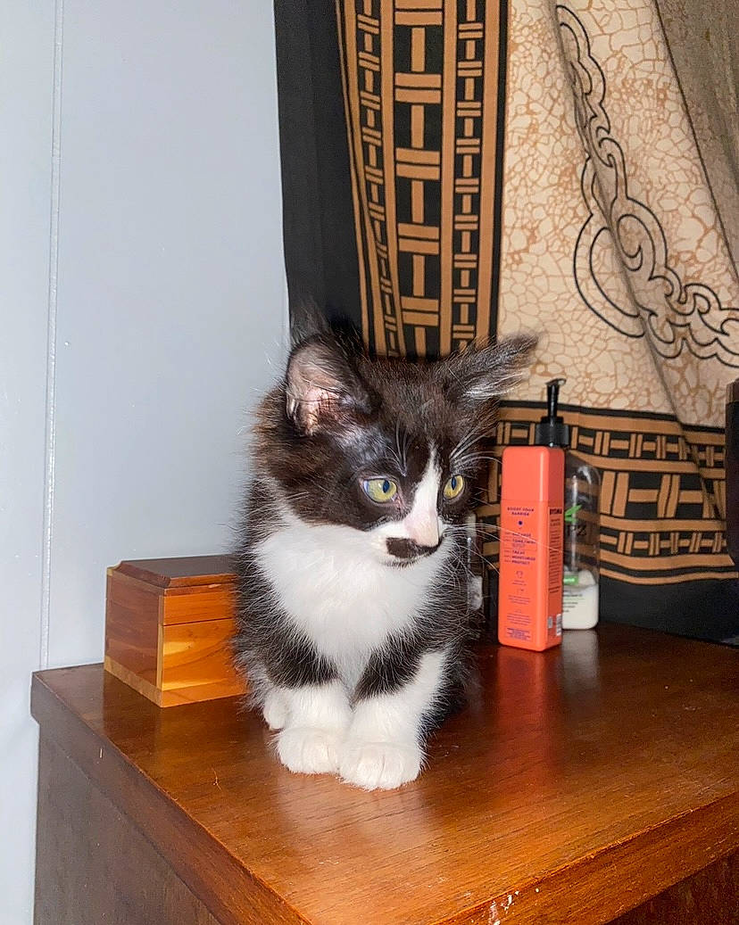 Bestie is registered to the contest to win money with this photo: box, carnivore, cat, domestic_short_haired_cat, drawer, felidae, floor, flooring, fur, furniture, hardwood, paw, small_to_medium_sized_cats, snout, table, tail, whiskers, window, wood, wood_stain