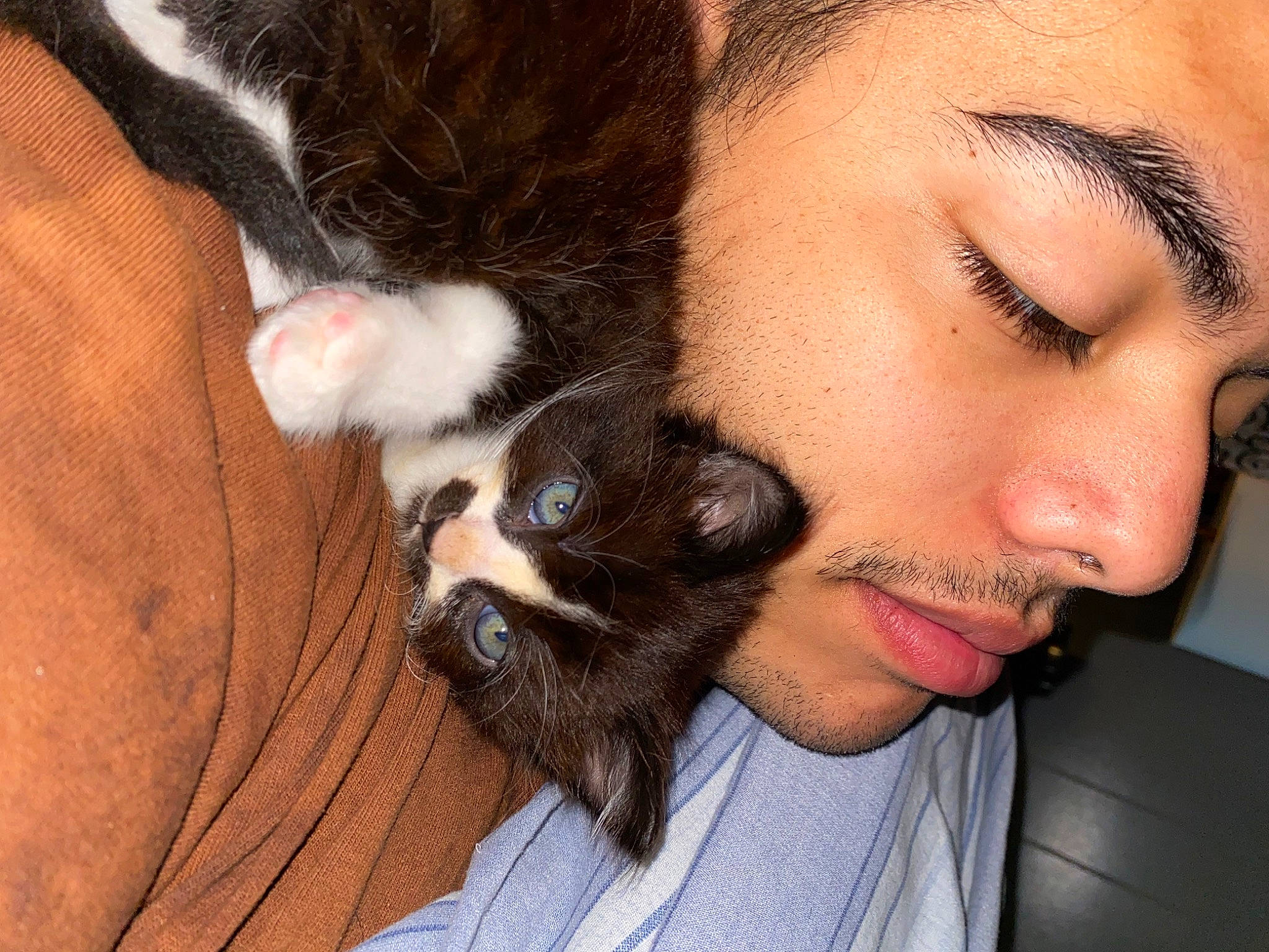 Bestie is registered to the contest to win money with this photo: beard, black_hair, carnivore, cat, cheek, comfort, companion_dog, ear, eyelash, fawn, felidae, gesture, happy, iris, jaw, long_hair, nose, skin, small_to_medium_sized_cats, whiskers