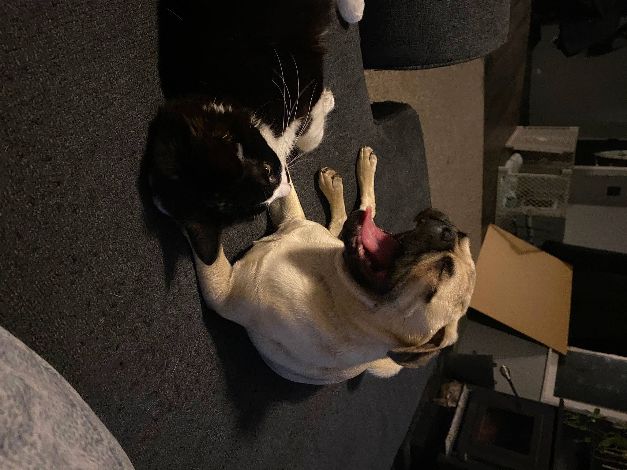 Kisses joined the competition — help win amazing prizes! canidae, carnivore, comfort, companion_dog, dog, dog_breed, ear, elbow, fawn, felidae, flooring, fur, gesture, plant, room, sitting, small_to_medium_sized_cats, sporting_group, tail, whiskers