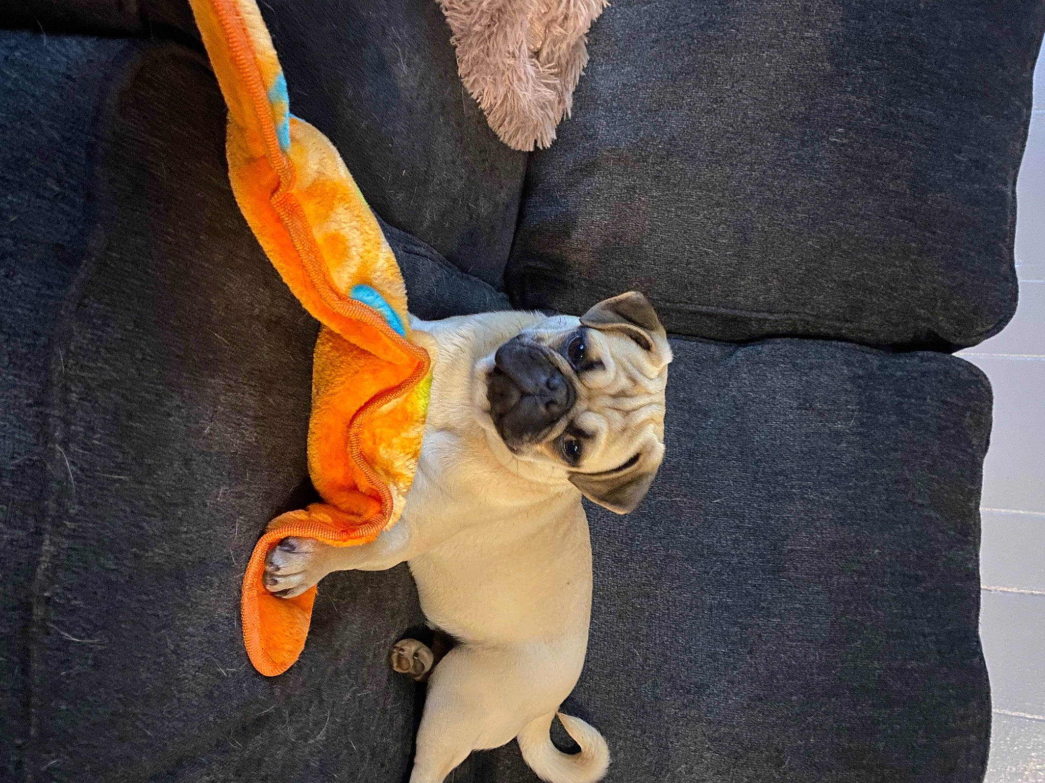 Kisses is registered to the contest to win money with this photo: art, bag, bulldog, canidae, carnivore, collar, companion_dog, dog, dog_breed, dog_clothes, dog_collar, fawn, felidae, snout, sporting_group, stuffed_toy, tail, toy, toy_dog, working_animal