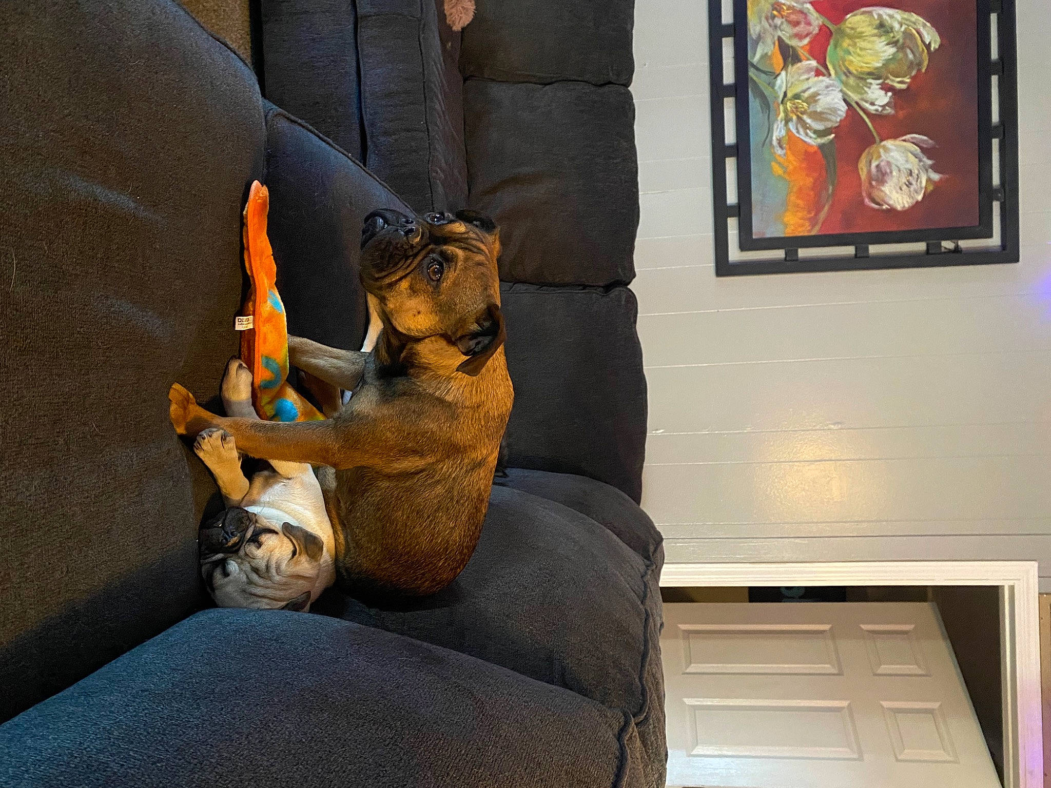 Penny is registered to the contest to win money with this photo: art, carnivore, comfort, couch, fawn, felidae, fur, interior_design, linens, living_room, picture_frame, room, small_to_medium_sized_cats, studio_couch, stuffed_toy, tail, toy, visual_arts, whiskers, wood