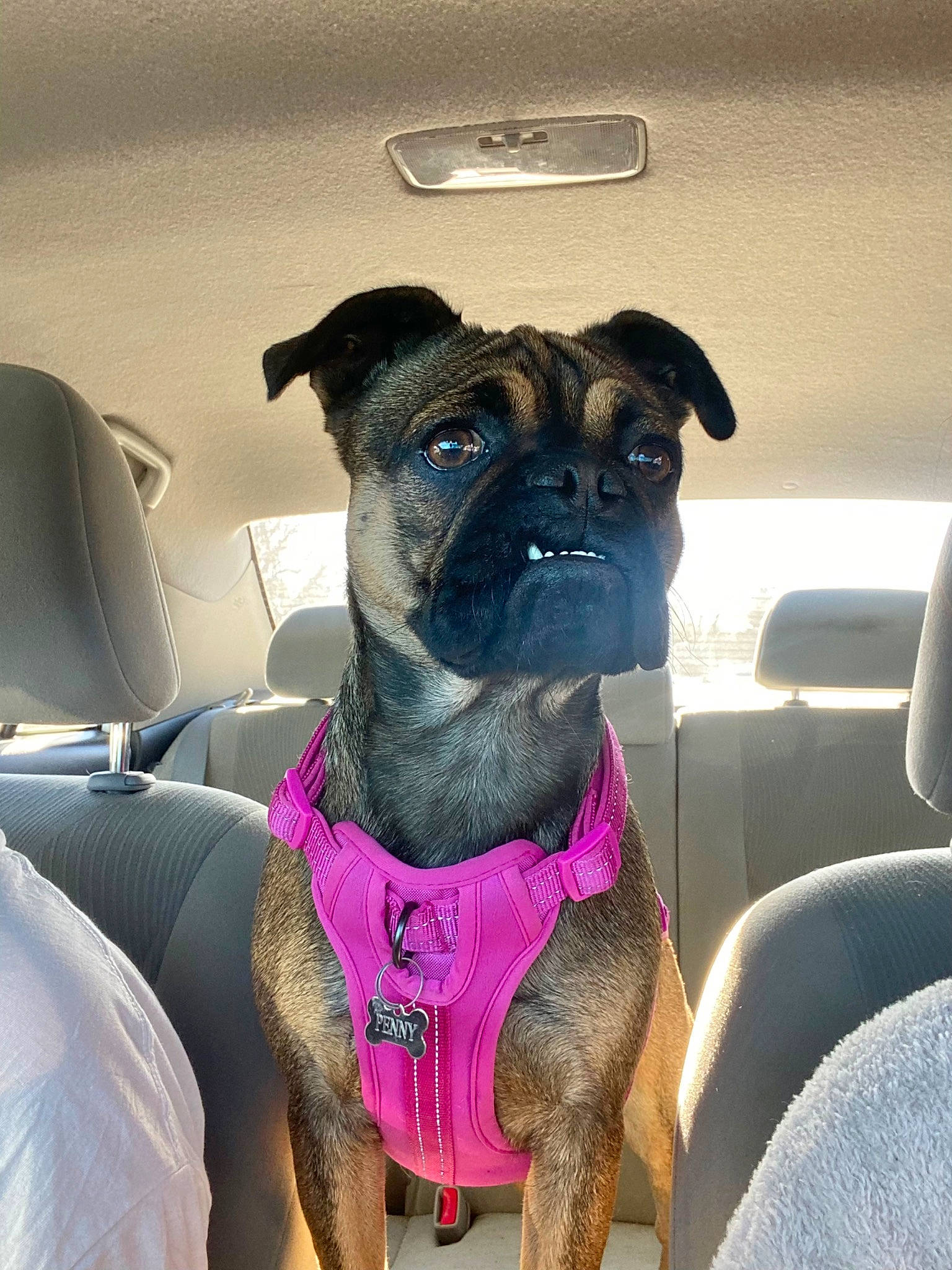 Penny joined the competition — help win amazing prizes! bulldog, canidae, carnivore, collar, comfort, companion_dog, dog, dog_breed, dog_collar, dog_supply, fawn, guard_dog, pet_supply, pug, snout, sporting_group, toy_dog, whiskers, working_animal, wrinkle