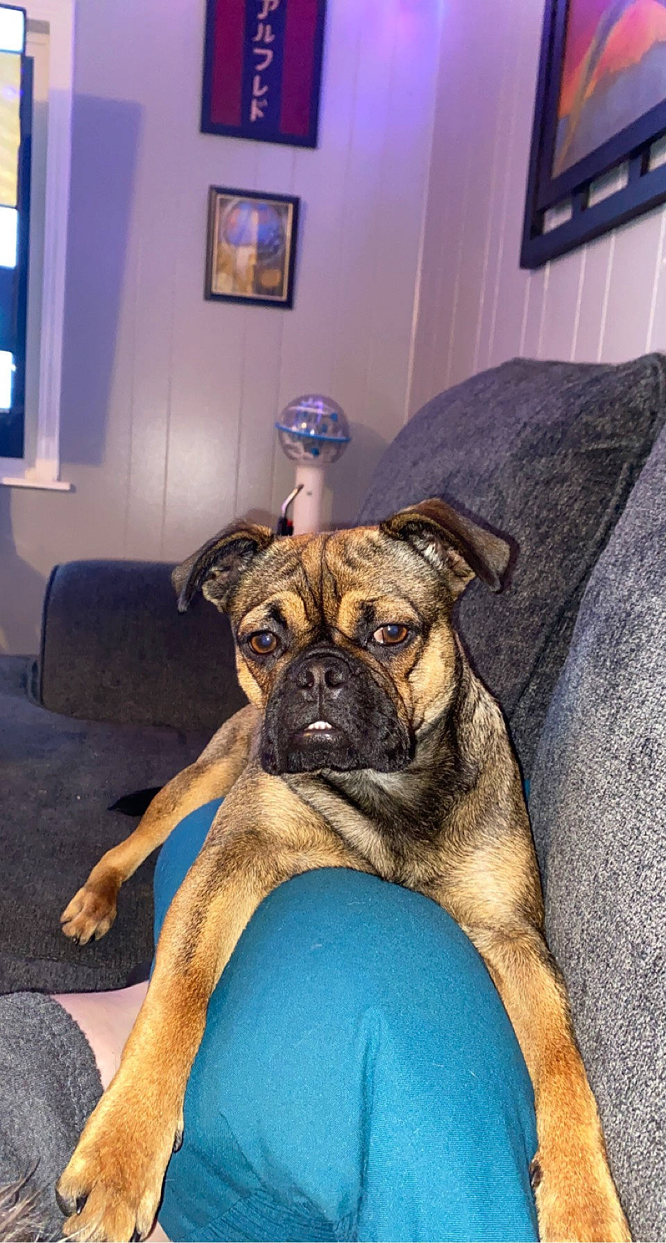 Penny joined the competition — help win amazing prizes! canidae, carnivore, comfort, companion_dog, couch, dog, dog_breed, fawn, flooring, guard_dog, picture_frame, pug, room, snout, sporting_group, terrestrial_animal, toy_dog, whiskers, working_animal, wrinkle