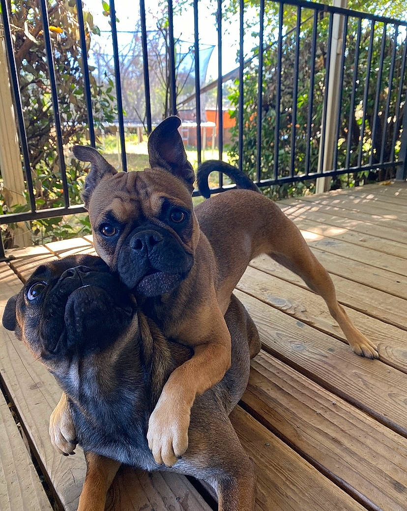 Penny is registered to the contest to win money with this photo: bulldog, canidae, carnivore, collar, comfort, companion_dog, dog, dog_breed, dog_collar, electric_blue, fawn, fence, hardwood, plant, snout, toy_dog, window, wood, working_animal, wrinkle