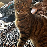 Freya joined the competition — help win amazing prizes! cat, tabby, animal, pet, feline, indoor, blanket, zebra_pattern, clothing, fabric, cozy, whiskers, fur, striped, cute, curious, domestic, mammal, resting, household