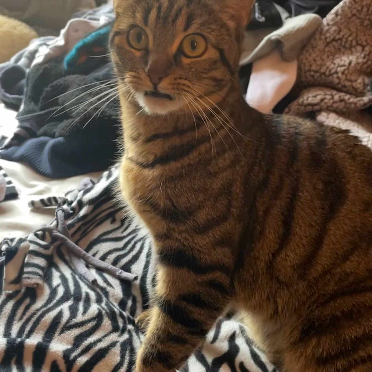 Freya