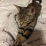 Freya is registered to the contest to win money with this photo: animal, bed, blanket, cat, cozy, cute, domestic, feline, fur, indoor, mammal, paws, pet, relaxed, resting, sleepy, soft, stretching, tabby, whiskers