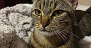 Freya is registered to the contest to win money with this photo: animal, bedroom, blanket, calm, cat, closeup, cozy, cute, domestic, feline, fur, green_eyes, indoor, pet, portrait, relaxed, resting, soft_texture, tabby, whiskers