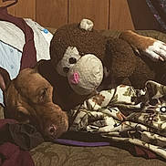 Sassy is registered to the contest to win money with this photo: animal, blanket, brown_dog, comfort, couch, cozy, dog, fabric, home, indoor, monkey_toy, pattern, paw, plush_toy, relaxation, resting, sleeping, soft_toys, stuffed_animal, textile