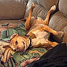 dog, brown_dog, couch, blanket, indoor, pet, relaxed, sleeping, upside_down, canine, fur, collar, paw, living_room, comfort, resting, domestic_animal, cozy, home, animal