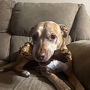 Sassy joined the competition — help win amazing prizes! dog, bone, couch, indoor, pet, canine, brown, beige, fur, paw, snout, animal, relaxed, comfortable, happy, closeup, household, portrait, laying, mammal
