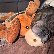 Razmo participe au concours pour gagner de l'argent avec cette photo : dog, plush_toy, moose, sleeping, blanket, couch, indoor, soft_toy, pet, resting, close_up, brown, cozy, relaxing, window, natural_light, fur, animal, comfort, home