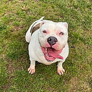 Xena joined the competition — help win amazing prizes! dog, white_dog, brown_patch, grass, outdoor, pet, happy, tongue_out, sitting, canine, animal, friendly, playful, cute, smiling, nature, summer, daylight, closeup, mammal