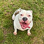dog, white_dog, brown_patch, grass, outdoor, pet, happy, tongue_out, sitting, canine, animal, friendly, playful, cute, smiling, nature, summer, daylight, closeup, mammal