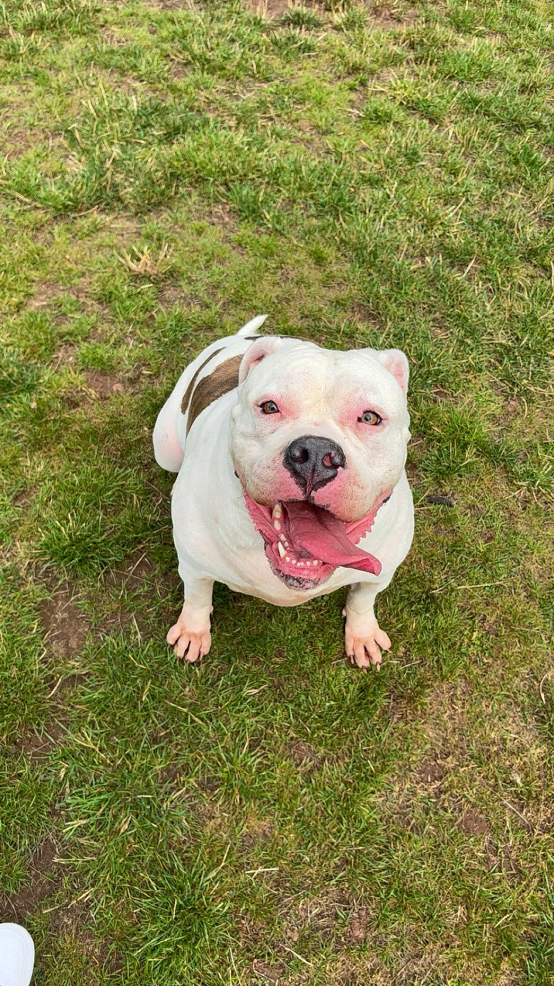 Xena