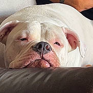 Xena joined the competition — help win amazing prizes! animal, arm, close_up, companion, couch, dog, ears, expression, face, fur, indoor, leather, pet, relaxed, resting, sleepy, snout, tattoo, white_dog, wrinkles