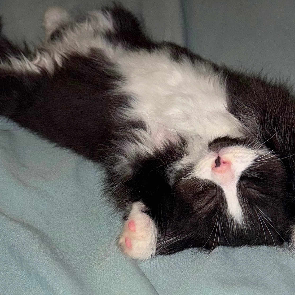 Maze is registered to the contest to win money with this photo: cat, kitten, black_and_white, fluffy, sleeping, lying_down, upside_down, pink_nose, pink_paw_pads, whiskers, fur, tuxedo_cat, pet, animal, bed, bedding, indoors, relaxed, closeup, cute