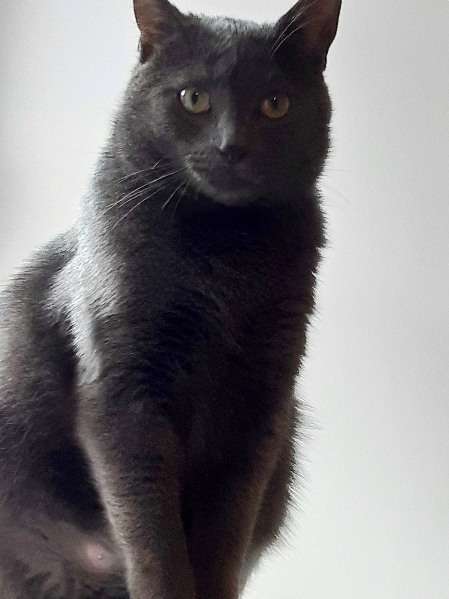 Pablo participe au concours pour gagner de l'argent avec cette photo : asian, black_cat, bombay, british_shorthair, burmese, carnivore, cat, chartreux, domestic_short_haired_cat, felidae, korat, mammal, nebelung, russian_blue, small_to_medium_sized_cats, snout, tail, vertebrate, whiskers