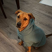 Cali joined the competition — help win amazing prizes! dog, hoodie, clothing, indoor, floor, wooden_floor, pet, canine, looking_up, sitting, brown_dog, ears, tail, legs, furniture, table, home, casual, cute, animal