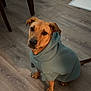 dog, hoodie, clothing, indoor, floor, wooden_floor, pet, canine, looking_up, sitting, brown_dog, ears, tail, legs, furniture, table, home, casual, cute, animal
