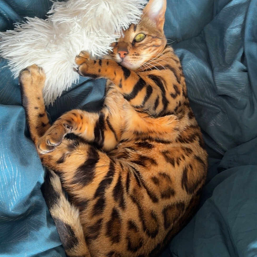 Zaphir a rejoint le concours — aidez-le/la à gagner de superbes lots ! animal, blanket, canine, cat, couch, cushion, dog, face, furniture, head, homedecor, indoors, kitten, manx, ocelot, person, pet, photography, portrait, sleeping