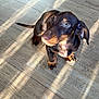 bright, brown_fur, companion, cute, dachshund, dog, ears, floorboards, indoor, looking_up, paws, pet, portrait, puppy, shadow, small_dog, sunlight, tan_markings, whiskers, wooden_floor