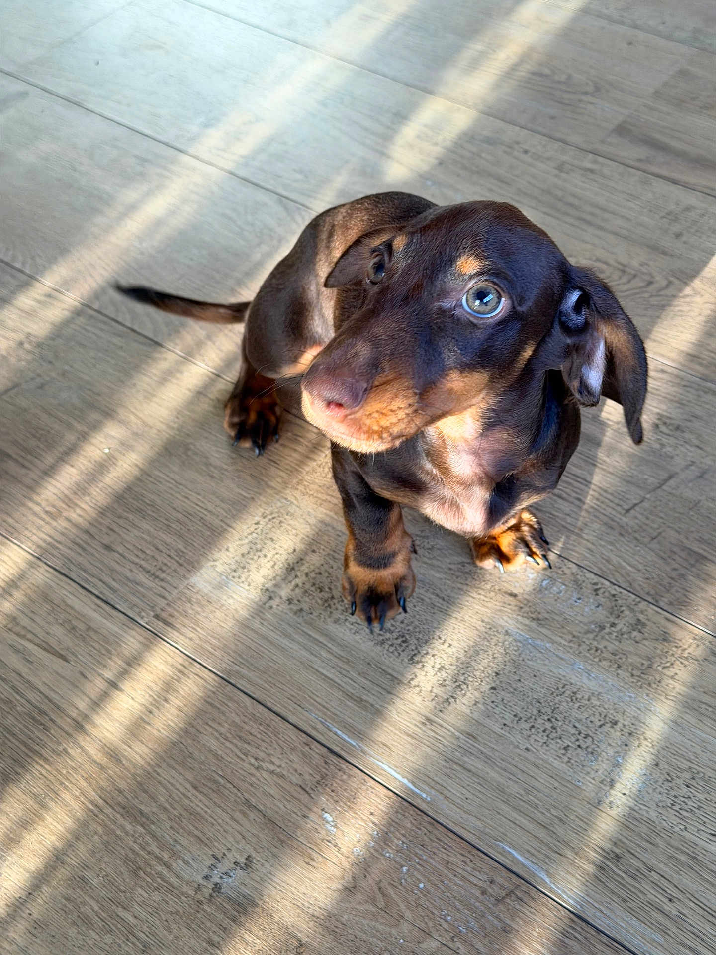 Albert participe au concours pour gagner de l'argent avec cette photo : bright, brown_fur, companion, cute, dachshund, dog, ears, floorboards, indoor, looking_up, paws, pet, portrait, puppy, shadow, small_dog, sunlight, tan_markings, whiskers, wooden_floor