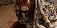 Hersheybar is registered to the contest to win money with this photo: dog, blanket, bed, pet, indoor, brown_dog, fur, collar, tags, lying_down, cozy, warm, soft, pajamas, animal, cute, comfort, resting, portrait, sleepy