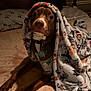 dog, blanket, bed, pet, indoor, brown_dog, fur, collar, tags, lying_down, cozy, warm, soft, pajamas, animal, cute, comfort, resting, portrait, sleepy